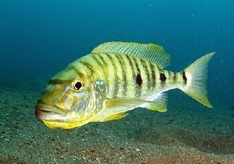 Crenicichla zebrina+mix - 2