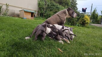 Americký stafordsirsky terier, american bully XL - 2