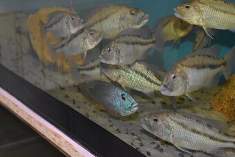 Aristochromis christyi - 2