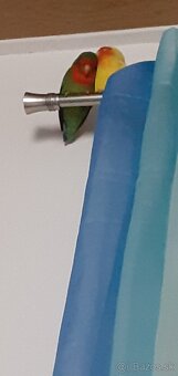 Agapornis ružovohrdly - 2