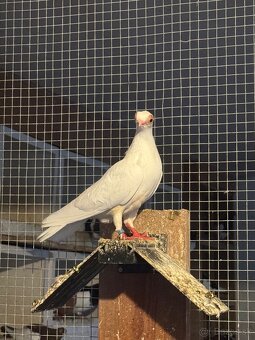 Budapeštiansky kratkozoby letun - 2