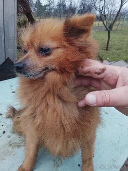 Predám spic nemecky - 2