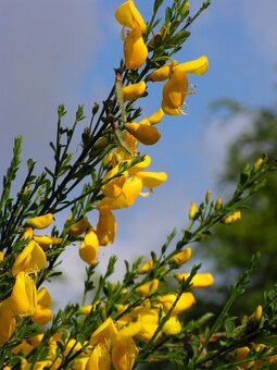 Prútnatec metlovitý - 2