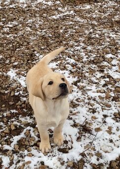 Labrador retriever s PP - 2