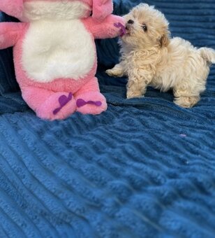 Maltipoo mini - 2
