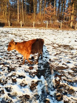 Predám jalovičku - 2