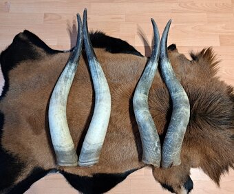 Trofeje, rohy maďarský stepný - 2