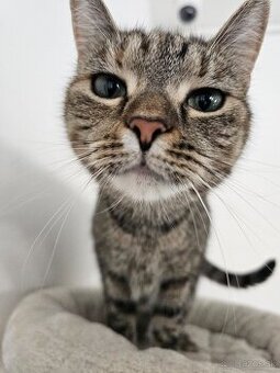 Nežná mačička LENKA hľadá domov - 2