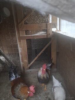 Predaj kohútov - 2