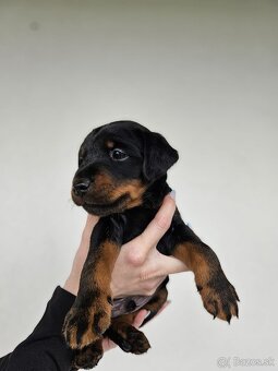 Jagdterrier - 2