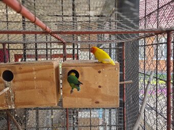 Agapornis - 2