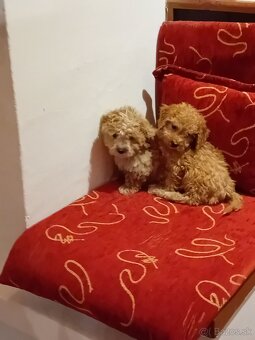 Maltipoo - 2