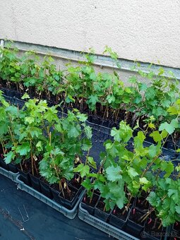 Predám kontajnerované sadenice viniča v ponuke 50 odrôd - 2