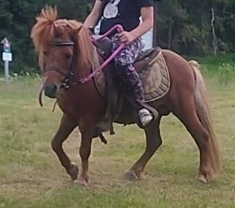 Shetland pony - 2