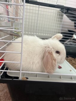 Mini lop samcek - 2