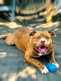 American Bully - 2