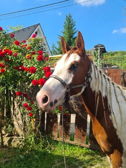 Valach na predaj - 2