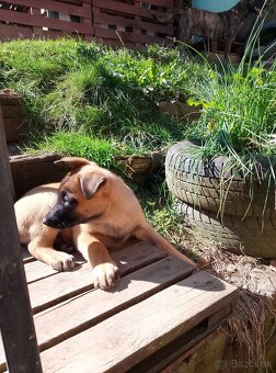 Belgický ovčiak-malinois bez PP - 2
