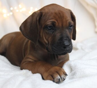 Rodézsky Ridgeback - 2