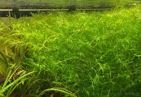 Najas guadalupensis - 2