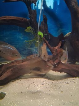 Uaru amphiacanthoides - 2