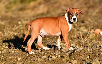 Psík Americký stafordšírsky teriér s pp - 2