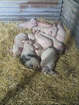 Odstavčata 20-25kg - 2