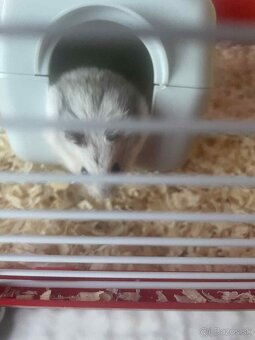 Škrečok džugarsky - 2