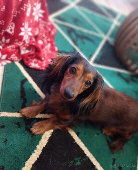 Dopyt jazvečík dlhosrsty trpaslici - 2