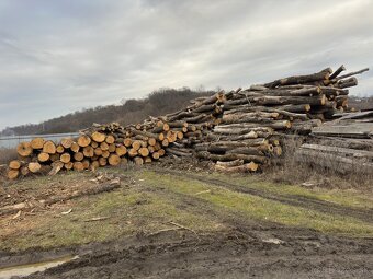 PALIVOVE DREVO-KE doprava gratis - 2