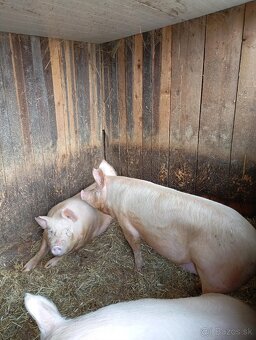 Predám prasatá domáceho chovu - 2