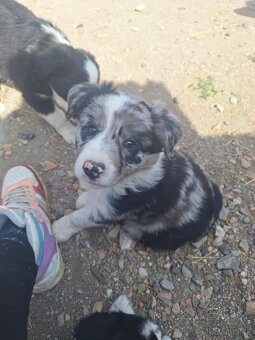 šteniatko Border kólie - blue merle psík - 2