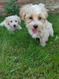 Maltipoo (malteze +Pudel = maltipoo) - 2