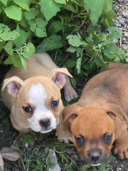 American bully - 2