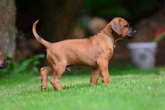 Štěňátko rhodéského ridgebacka - pes s PP - 2