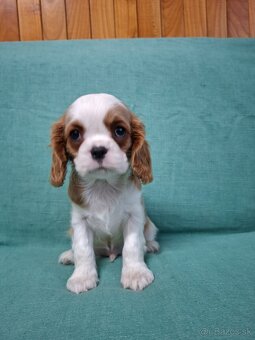 Cavalier kavalier king charles spaniel - 2