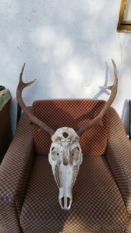 Predám trofej jeleňa, parožie zhody trofeje. - 2