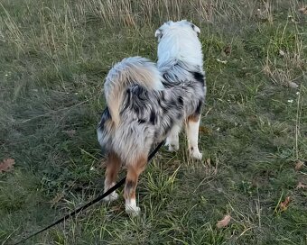 Australsky ovčiak - 2