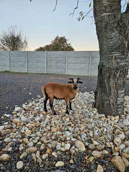 Predam kamerunske ovce - 2