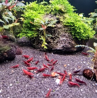 Predám krevetky Neocaridina Bloody Mary - 2