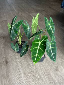 Alocasia frydek - 2