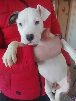 Americký stafordšírsky teriér - 2