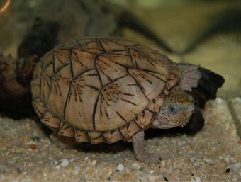 Kúpim vodné korytnačky - 2