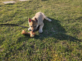 Československý vlčiak - 2