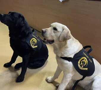 Labrador retriever - šteniatka s PP - 2