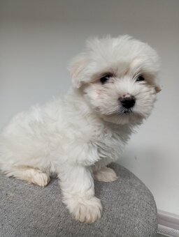 Maltezak fenka♥️ - 2