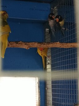 Kakariky - 2