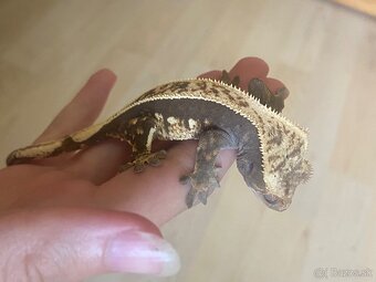krist.kalis_cresties 2 samičky na predaj - 2