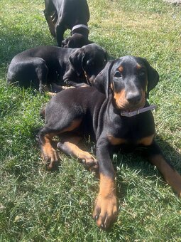 Doberman šteniatka - 2