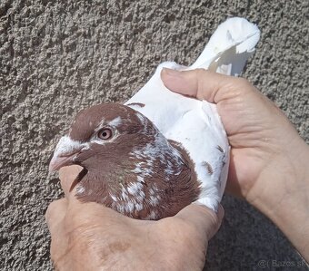 Predám poštové holuby Meulemans, Heremans, Gaston - 2